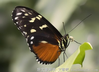 10条关于脆弱的经典句子