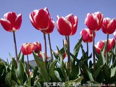 关于绮丽名言名句