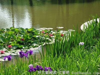 2017菖蒲经典语录