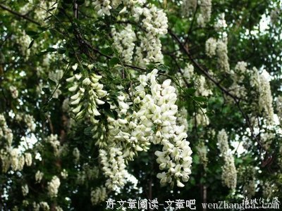 闻闻依旧飘香的槐花