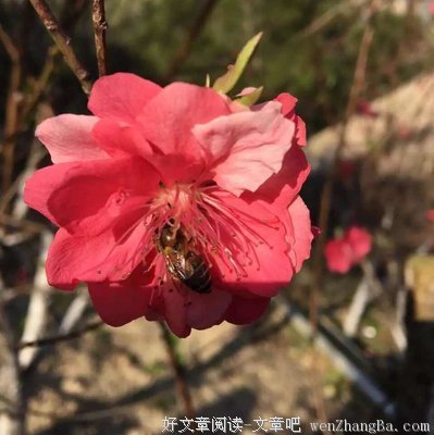 梦之泪