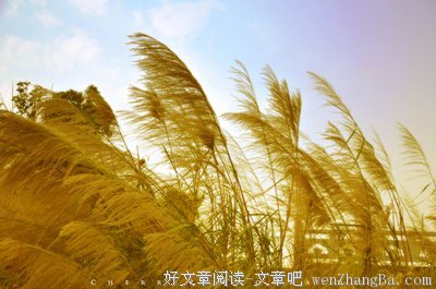 小城深处花事了