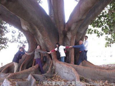 老树