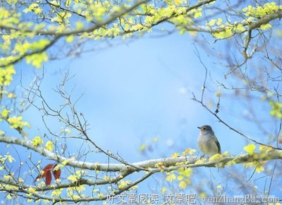 《青慕集》经典语录
