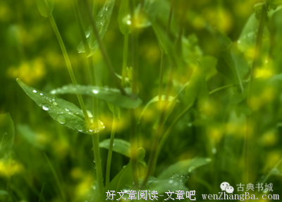 10条关于一枝独秀的经典句子