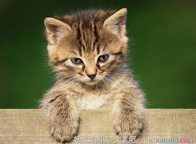 跳腾的猫咪经典句子