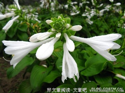 持久的句子