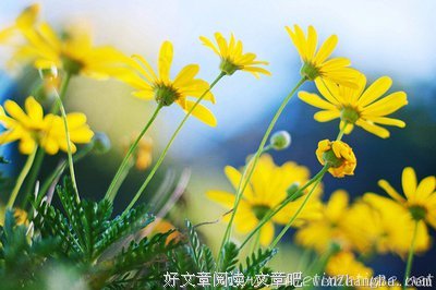 最新的《自在独行》经典语句