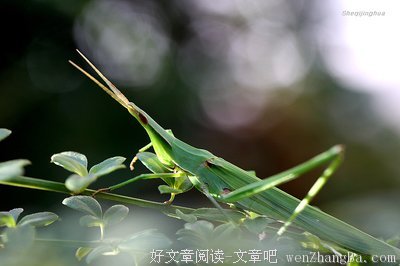 老扁