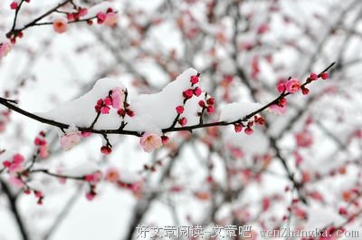 踏雪寻梅格言警句