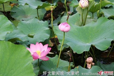 大风刮过名言大全