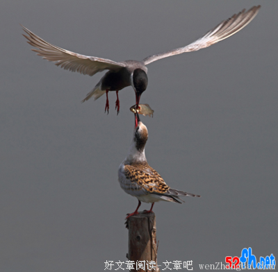 ︿小小鸟︿经典句子