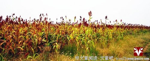 那片高粱地