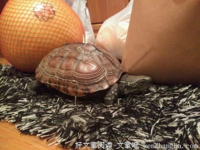 一只快爬的乌龟