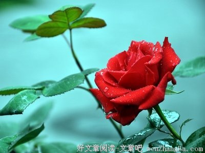 雨后