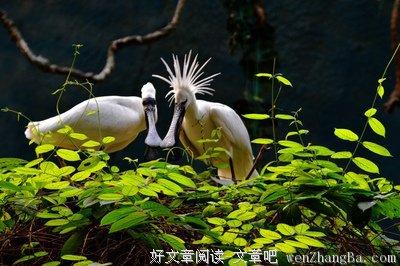琵鹭骂狼