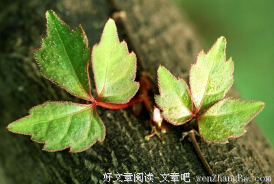 《倔强》语录摘抄