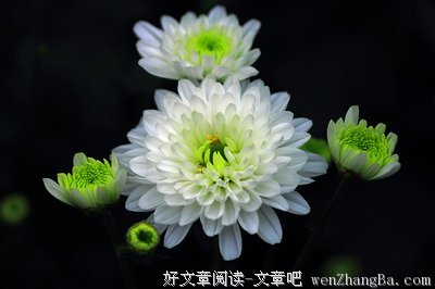 最经典的橘花散里15句经典名言