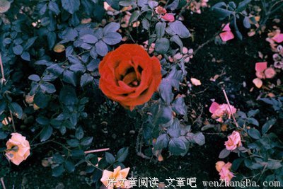 2017陈麒凌经典语录
