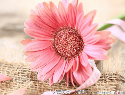 最全的《梦想开花前没有人知道它是什么》经典的句子