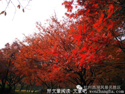 描写红红的经典句子