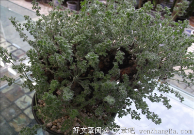 最新的杨葵名言名句