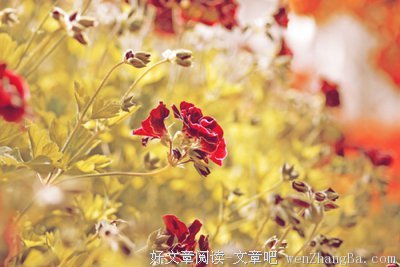 木浮生经典句子