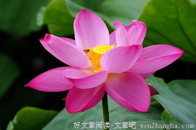 夏莲