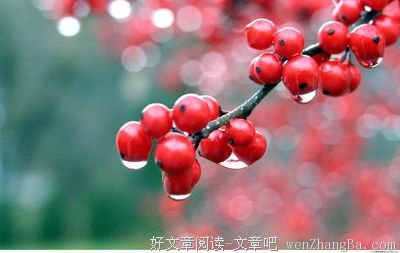 《生活在别处》名句欣赏大全