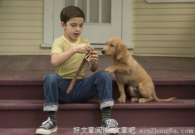 孤独的狗