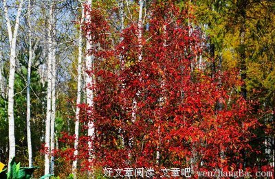 关于争奇斗艳名言名句