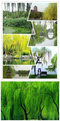 《温柔》好段摘抄