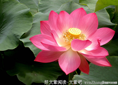 描写可爱的经典句子