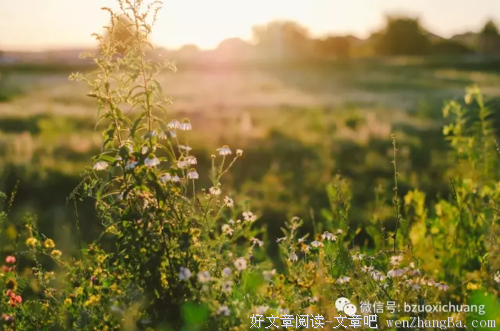  迟子建：蚊烟旁，有酱缸