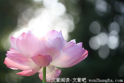 关于印光的句子
