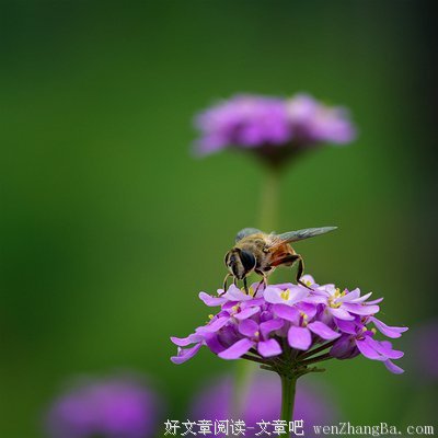 最经典的林小小名句欣赏