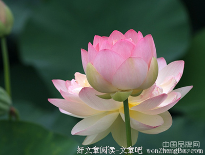 《我是凡尘最美的莲花》经典句子