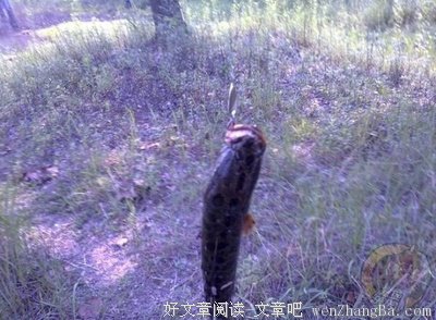 《论阅读和书籍》语录摘抄