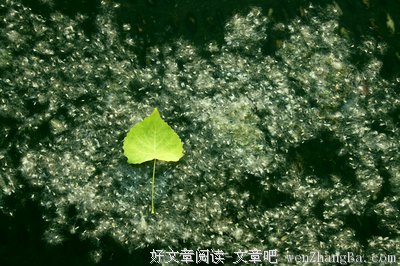 杨絮格言警句