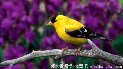 雀