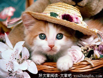 15条关于小呆的经典句子