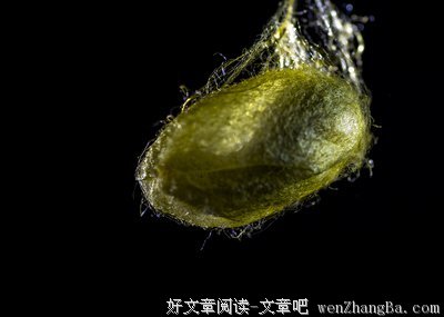作茧自缚