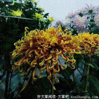 15条关于心安的经典句子
