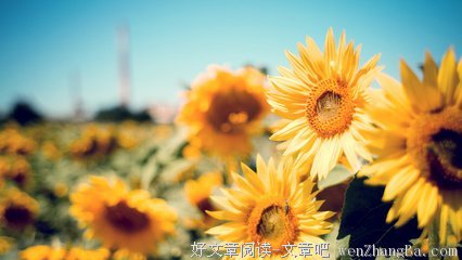 最经典的《智慧金块》佳句摘抄