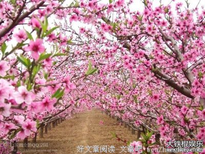 15条关于漫山遍野的经典句子