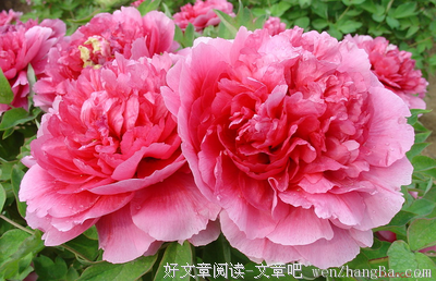 最全的天香夜羽15句经典名言