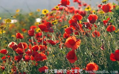 最经典的《一生一世》经典句子大全