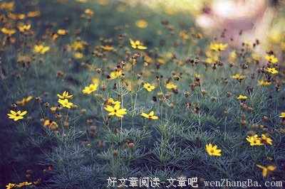 如果我决定不再爱你了