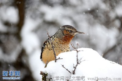 最经典的《雪中悍刀行》经典语句大全