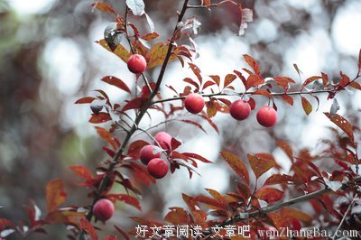 李树的句子